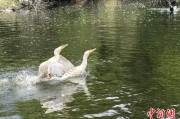 局王解梦吉林：罕见白鸬鹚连续两年“故地重游”